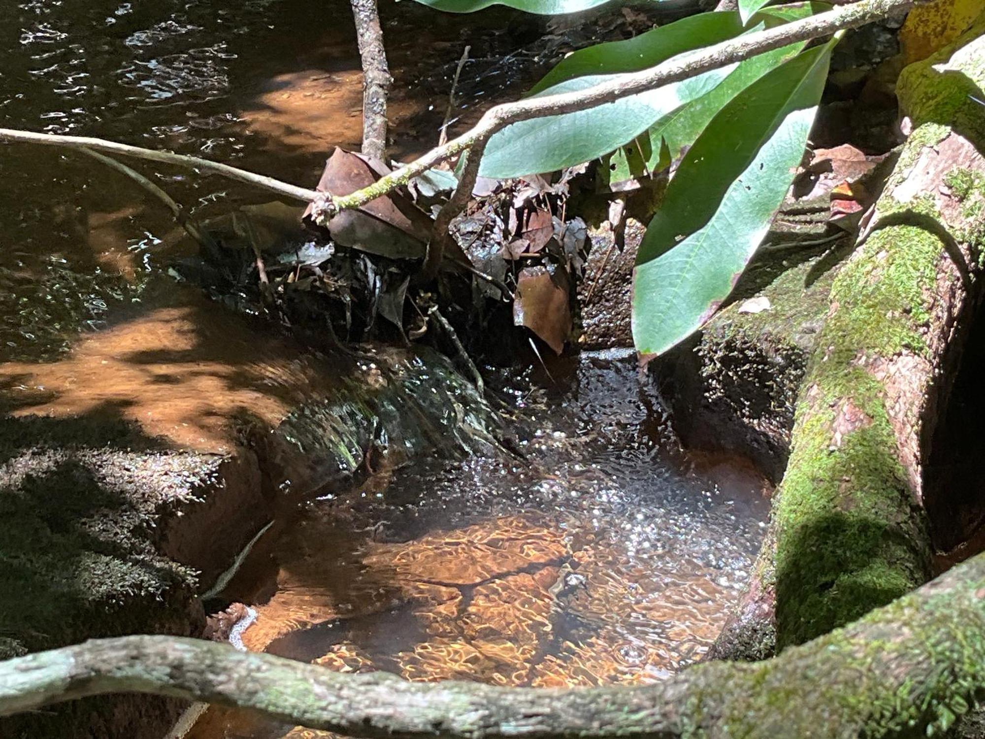 Tallulah Gorge Retreat Lakemont ภายนอก รูปภาพ